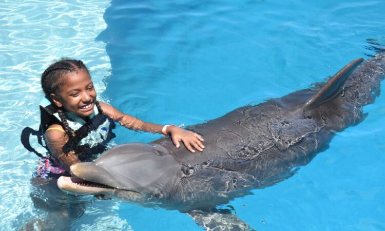 Memorable dolphin swim experience, with participants interacting closely with friendly dolphins in a controlled, shallow-water environment, enjoying the unique opportunity to swim, play, and bond with these intelligent marine animals