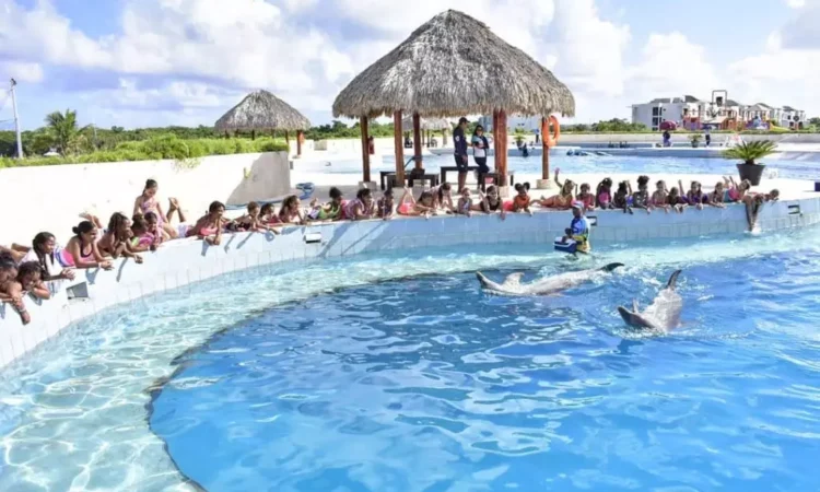 Memorable dolphin swim experience, with participants interacting closely with friendly dolphins in a controlled, shallow-water environment, enjoying the unique opportunity to swim, play, and bond with these intelligent marine animals.