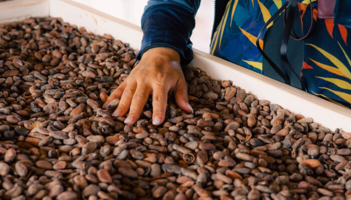 Educational cacao presentation, showcasing the process of transforming cacao beans into chocolate, with detailed displays of cacao pods, beans, and the stages of production, providing insights into the origins and craft of chocolate-making.