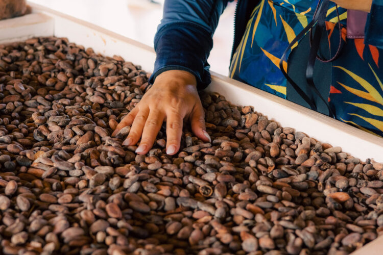 Educational cacao presentation, showcasing the process of transforming cacao beans into chocolate, with detailed displays of cacao pods, beans, and the stages of production, providing insights into the origins and craft of chocolate-making.