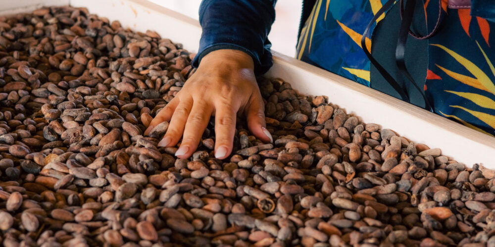 Educational cacao presentation, showcasing the process of transforming cacao beans into chocolate, with detailed displays of cacao pods, beans, and the stages of production, providing insights into the origins and craft of chocolate-making.