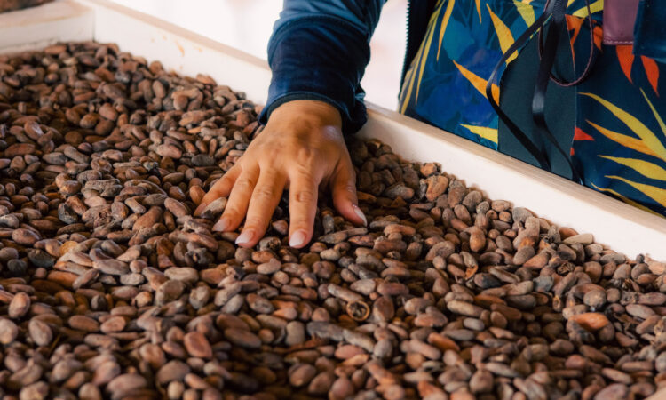 Educational cacao presentation, showcasing the process of transforming cacao beans into chocolate, with detailed displays of cacao pods, beans, and the stages of production, providing insights into the origins and craft of chocolate-making.